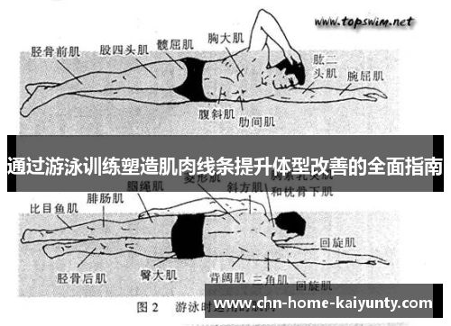 通过游泳训练塑造肌肉线条提升体型改善的全面指南